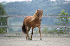 trotting Icelandic horse