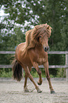 galloping Icelandic horse