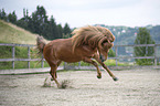 galloping Icelandic horse