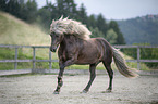 galloping Icelandic horse