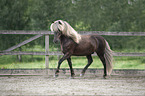 trotting Icelandic horse