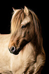 Icelandic horse portrait