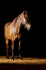 Icelandic horse