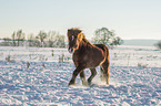 trotting Icelandic horse