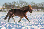 trotting Icelandic horse