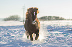 trotting Icelandic horse