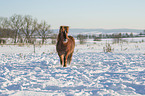 walking Icelandic horse