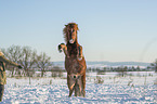 woman and Icelandic horse