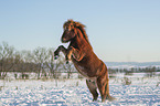 rising Icelandic horse