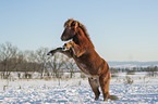 rising Icelandic horse