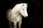 Icelandic horse mare