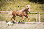 horse and dog