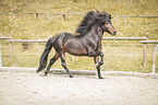galloping Icelandic horses stallion