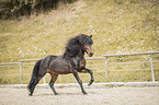 galloping Icelandic horses stallion