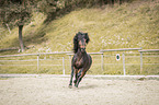 galloping Icelandic horses stallion