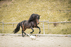 horse and dog