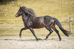 trotting Icelandic horses stallion