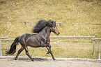 galloping Icelandic horses stallion
