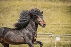 Icelandic horses stallion portrait