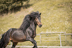 Icelandic horses stallion portrait