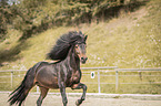 galloping Icelandic horses stallion