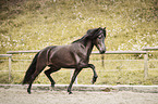 Icelandic horse mare