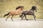 Icelandic horses