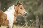 Icelandic horse foal