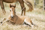 Icelandic horse foal