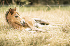 Icelandic horse foal