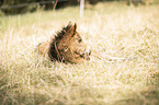 Icelandic horse foal