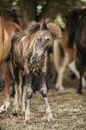 Icelandic horses