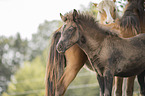 Icelandic horses
