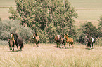 Icelandic horses