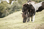 Icelandic horses