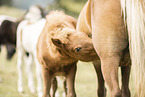 Icelandic horse