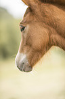 Icelandic horse foal