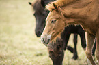 Icelandic horses