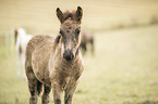 Icelandic horse foal