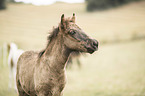 Icelandic horse foal