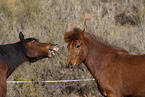 Icelandic horses