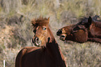 Icelandic horses