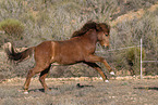 galloping Icelandic horse