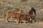 Icelandic horses