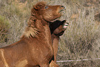 Icelandic horses