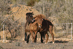 Icelandic horses