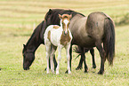 Icelandic horses