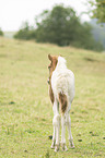 Icelandic horse foal