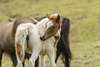 Icelandic horses