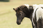 Icelandic horse foal